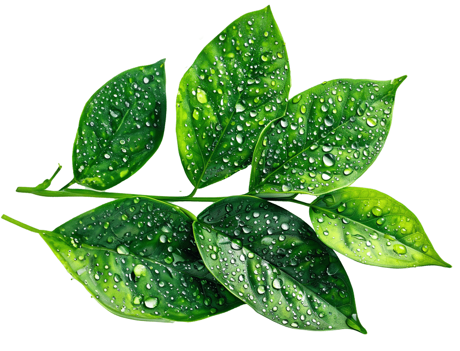 Leaves