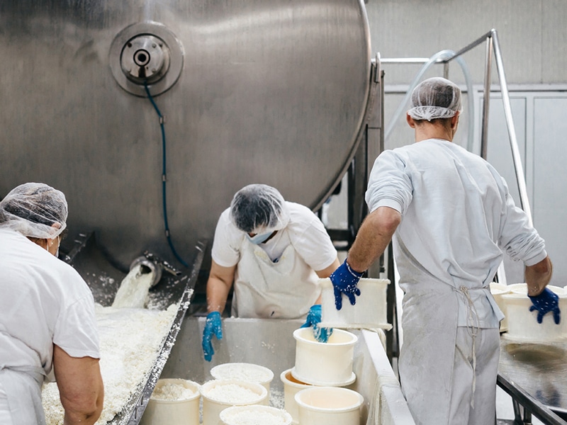 Manual workers in cheese and milk dairy production factory. Traditional European handmade healthy food manufacturing.