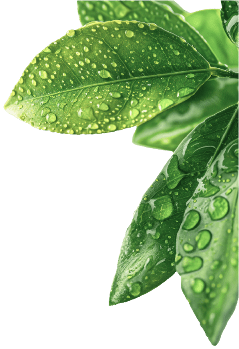 Leaves 1 2