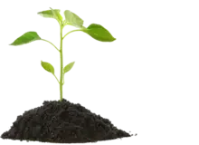 Plant-and-Animal-Extract-Production